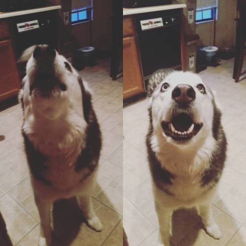 6woofs:  Happy birthday River! She turns EIGHT today 😭😭😭 #husky #siberianhusky