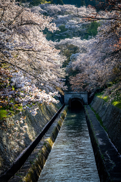 琵琶湖疏水の春