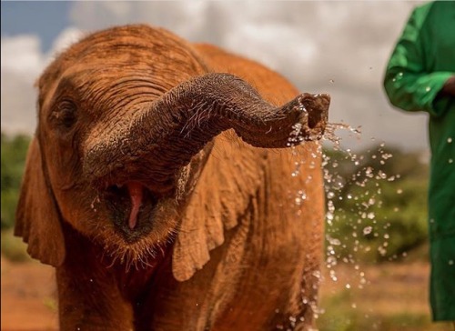 prettypachyderms: Play time. ❤️ Photo from @dswt on IG