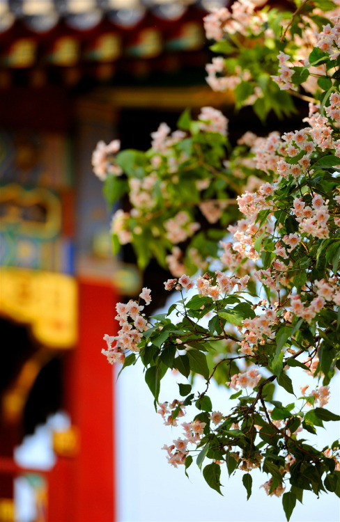 Blossoms of Catalpa bungei in the Forbidden City. 故宫博物院