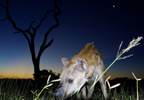 fenrislorsrai:Hyaena Moondance by Wildcaster on Flickr.