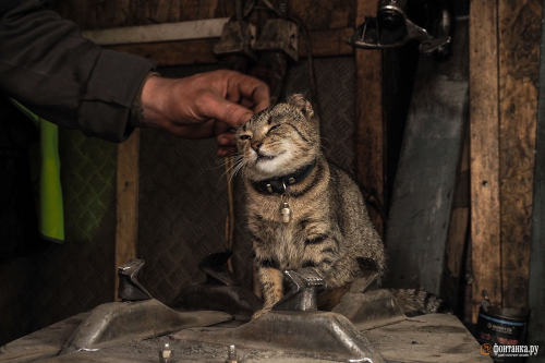 XXX russiawave:the tire worker saved the cat photo