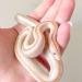 scalygems:Mine babby 😭San Felipe Ghost Rosy Boa