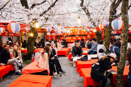 lifeinkyoto: Hanami at Hirano Jinja People’s opinions may differ, but to me, the cherry blosso