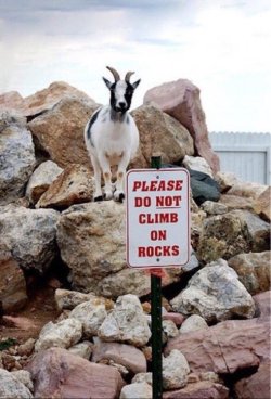  You&rsquo;re not my supervisor!!! #goat  