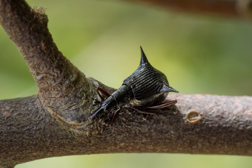 onenicebugperday:Two-spined weevil, Nyxetes bidens, Curculionidae Found only in New ZealandPhot