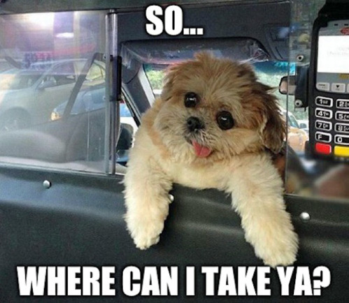 Porn Pics tastefullyoffensive:  Taxi drivaww. [marniethedog/via]