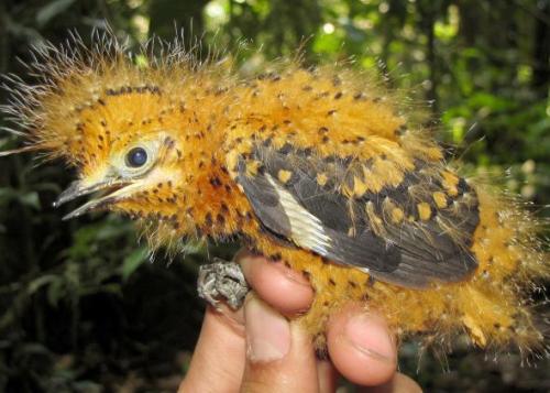 sixpenceee:  The Cinereous Mourner is a bird that mimics a toxic caterpillar when it’s a baby. Scientists were baffled as to why the baby bird were bright orange but now they know it serves as a warning. The 2nd picture is off the toxic caterpillar