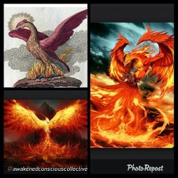 missjuengling:  By @awakenedconsciouscollective “by @_the_negus8080g ”#Phoenix  A universal symbol of the #sun, mystical rebirth, #resurrection and #immortality, this legendary red “fire bird” was believed to die in its self-made flames periodically