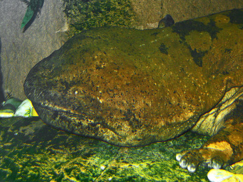 relatetorocks:30-year-old Chinese Giant Salamander.By H. Zell - Own work, CC BY-SA 3.0