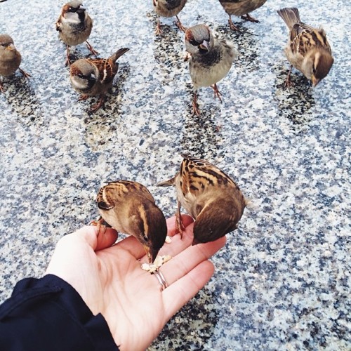 Are two in the hand worth four in the bush? #birdmath #berlin #lightasafeather #travel #bribery