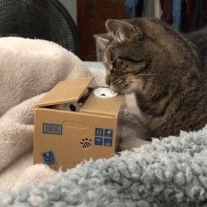 “One day I will get that little kitty in there!!”