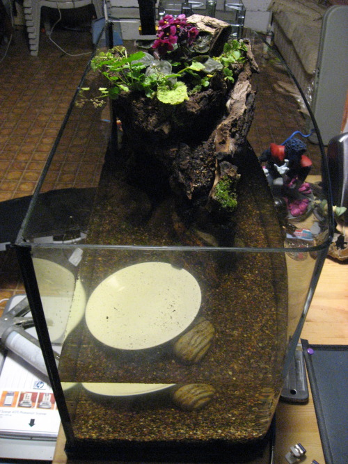 The hard work is done, the paludarium is assembled, (though there is one other piece of driftwood that goes in there, but the plate is in it’s place for now) and the upper part is planted. (though the plants are a bit ragged, but they should recover)...