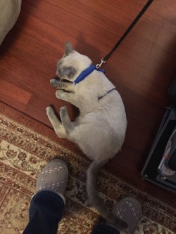 memelovinglesbian: likesomethingblooming: Charles didn’t mind the harness, but preferred sliding around on the floor to walking on a leash @mostlycatsmostly  HOW COULD YOU FORGET THE MOST IMPORTANT ONE @likesomethingblooming @mostlycatsmostly  