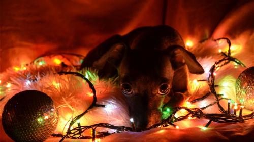 jenkotsu: aswechoke: Here are some dogs wearing Christmas lights.