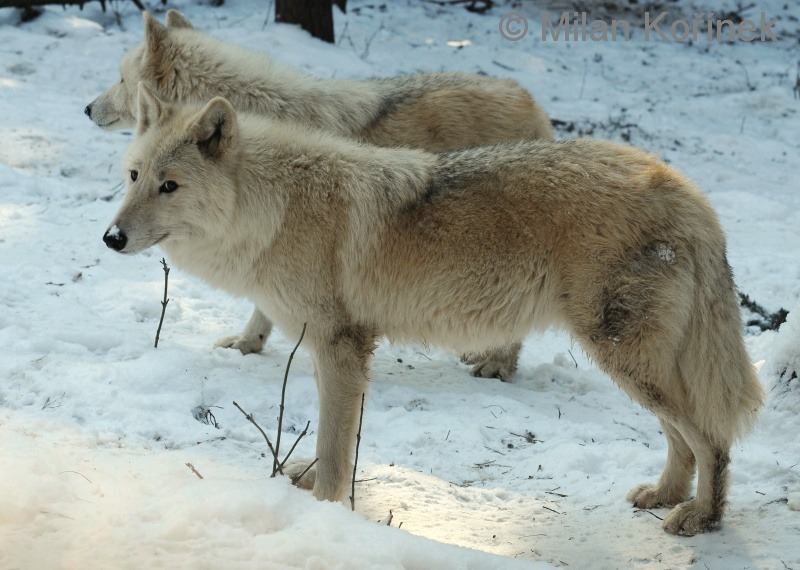 Gray wolf subspecies