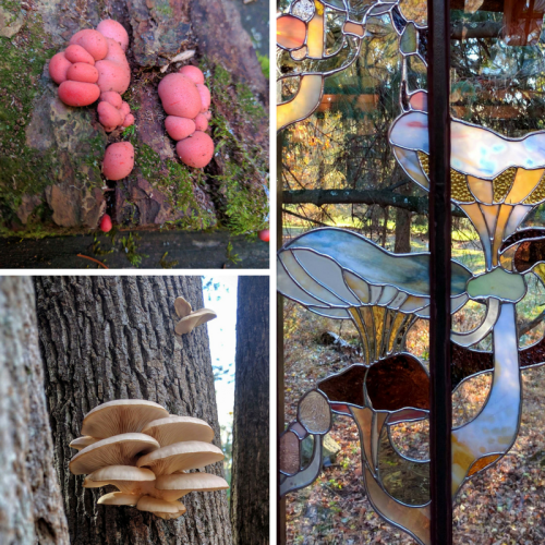 The mushrooms around the yard inspired the latest window…slime mold and oyster mushrooms.