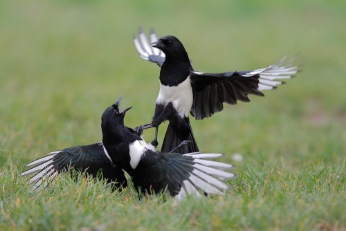 magicalnaturetour:  Kung fu magpie by ~phalalcrocorax