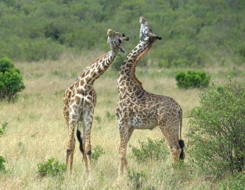 the-unicorns-of-nienna: animalids: Maasai giraffe (Giraffa camelopardalis tippelskirchi)Photo by mik