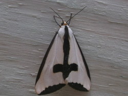 salmonking:  acochlidette:  all hail goth moth  AH I’ve seen one of these too! Anyone know what they are? I mean, besides goth moths.  It&rsquo;s a Clymene Moth!