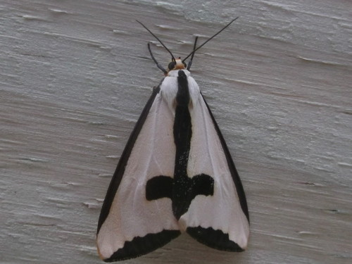 acochlidette:all hail goth moththe clymene moth (Haploa clymene)