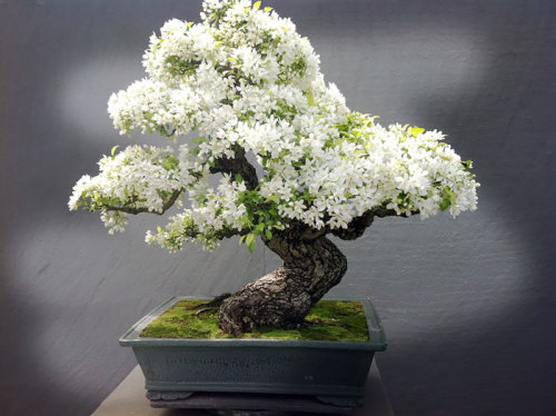 endreal:boredpanda:The Most Beautiful Bonsai Trees Ever@rhaegalsrage