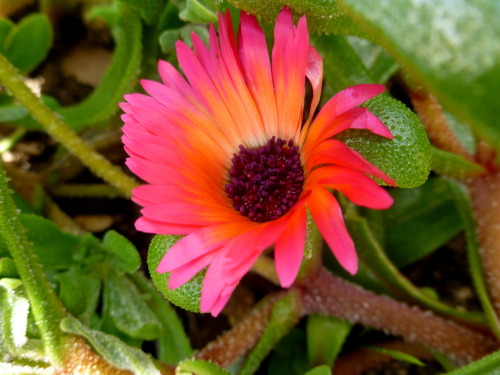 gardening-and-nature:Around the garden this afternoon:Top: Mesembryanthemum, ‘Magic Carpet’ mixed, s