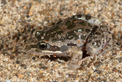 frogs-are-awesome:  A spotted marsh frog (Limnodynastes tasmaniensis), photographed by Stephen Zozaya on Cape Pallarenda, near Townsville, Queensland.   