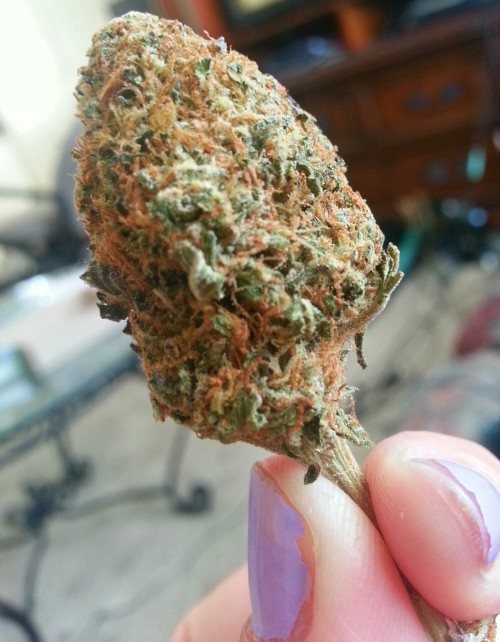 whoaholly:  fuuuuuck420