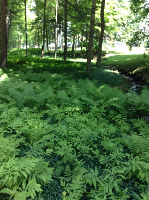 helllnope:  plants are so beautiful and cool 