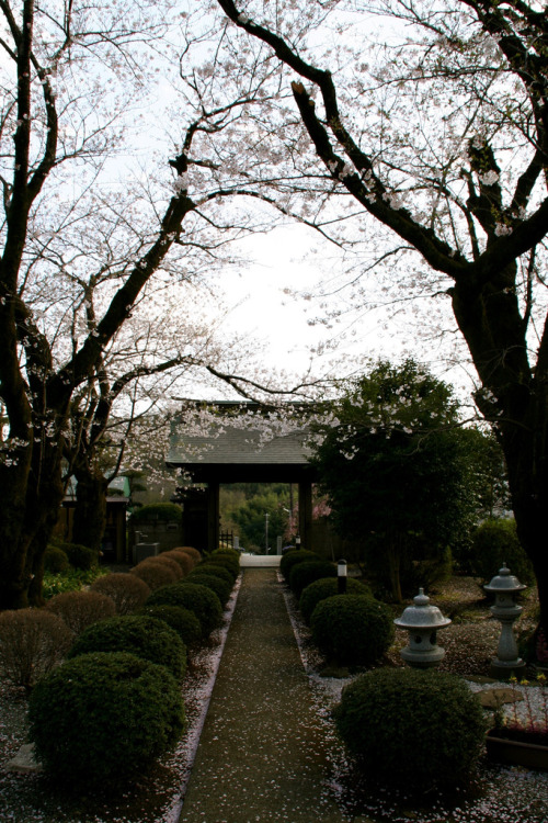 Spring has come to the templeBy : Kazu Letokyoite