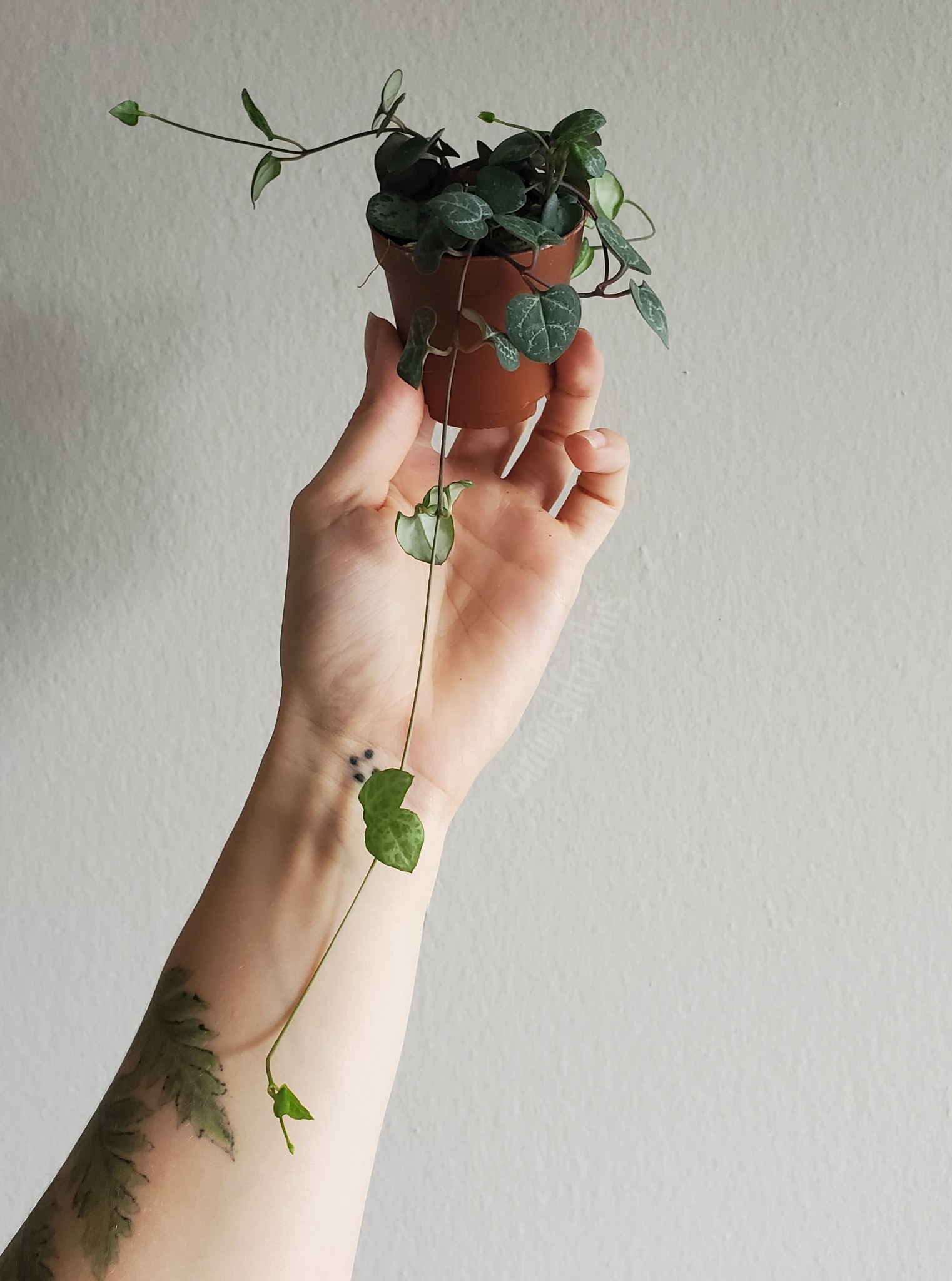 caniwishforthis:My heart’s on a string,Reaching, pulling, and grasping,For today’s brightness.
