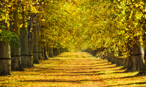 Autumn colours - Clumber Park, Nottinghamshire