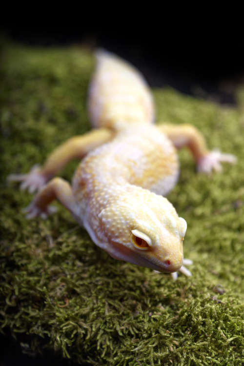 Asha (some kind of albino leopard gecko - she’s not kept on moss, this is a photographic prop)