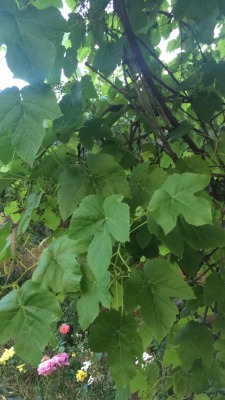 spirit-healing:  cloudy-kid:  Details from today  crystal and nature healing