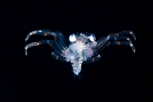 nubbsgalore:joshua lambus dives three to five miles out from hawaii’s big island at night, dro