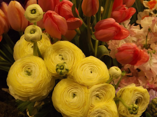 Macy’s Flower Show is still in bloom in Herald Square. Walk through the garden until Saturday, April