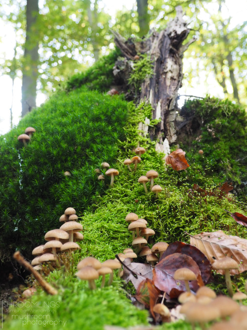 shroomlings:  Time to show you another beautiful mushroom castle…