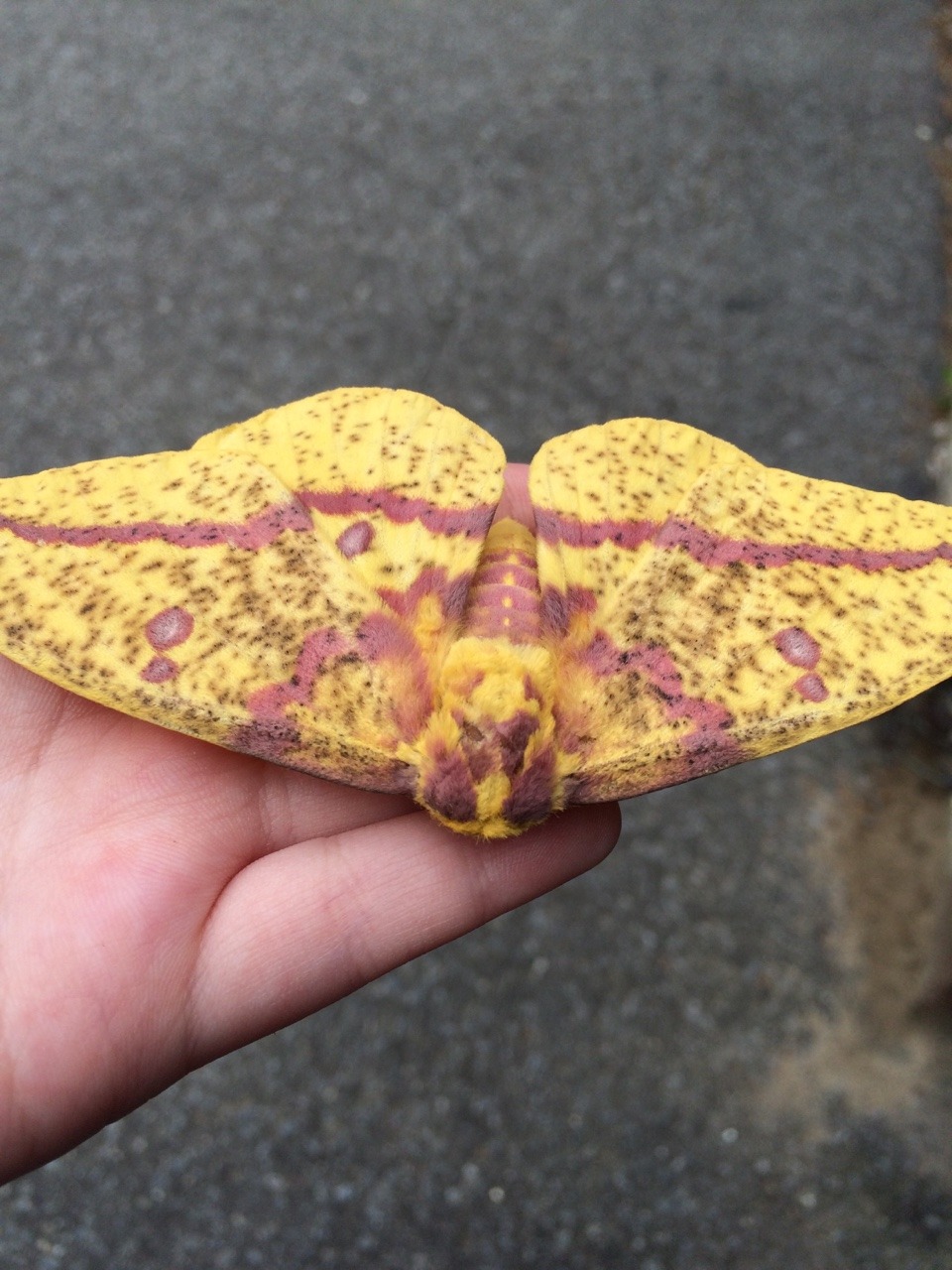 gardenofedencreationkitt:  I found a really cool Imperial Moth earlier today! Put