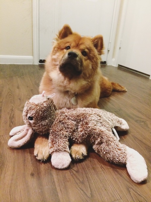 momothedoge:
“ this is my best friend he is a rabbit.
”