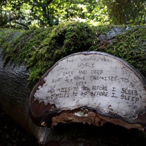 mushroomgay:Barnet, London, UK, July 2018Artist’s fungus (Ganoderma applanatum) The woods