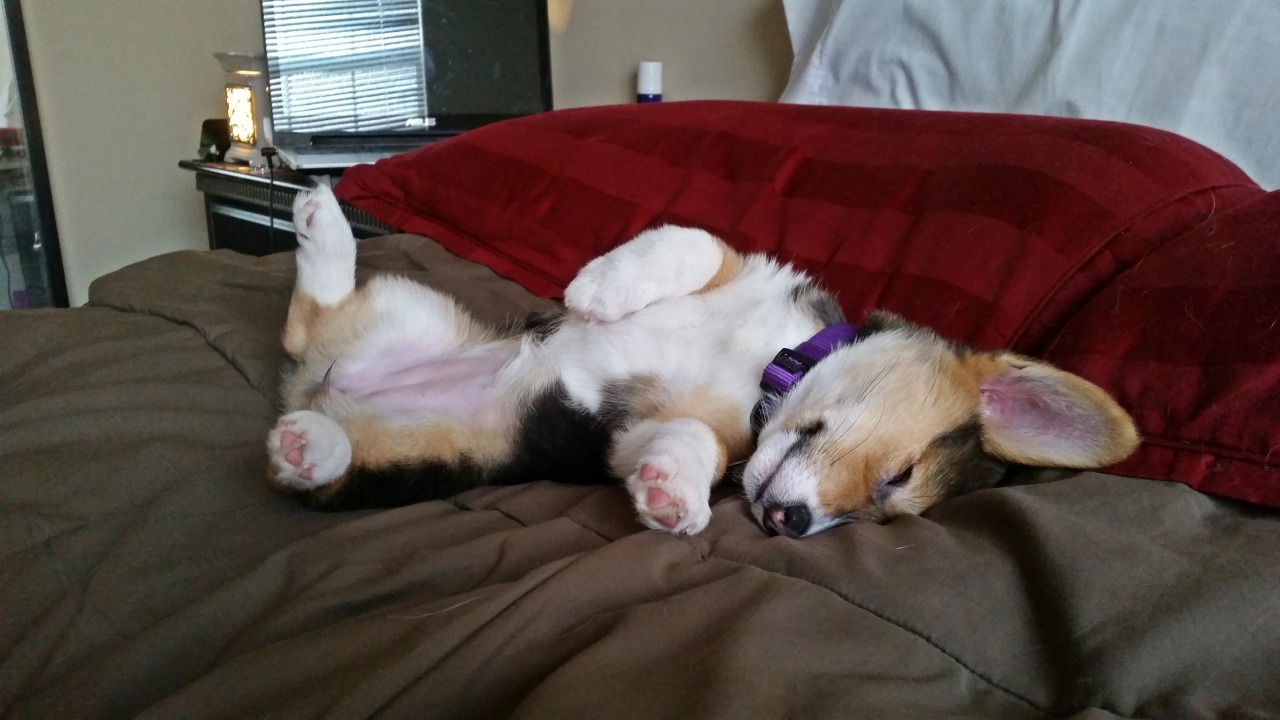 vegasthecorgi:  Nightynight!