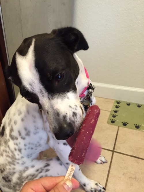 handsomedogs: this is my dog Phoebe munching on a popsicle! we think she’s a pointer mix but she’s o