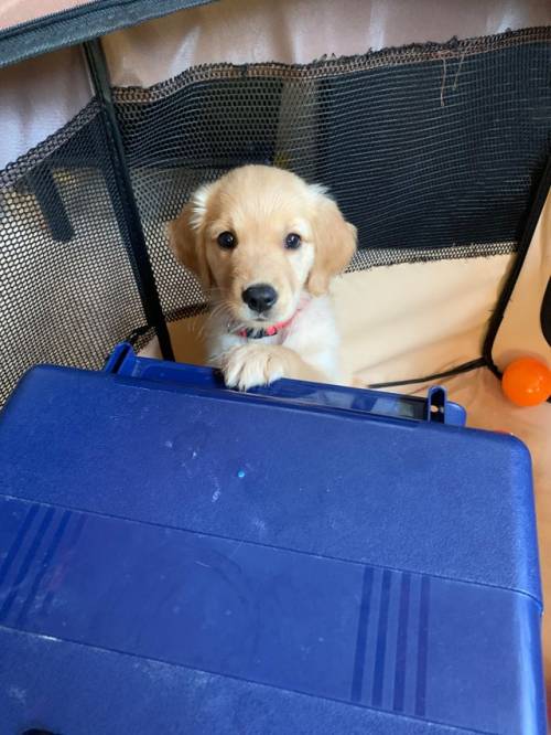 awwsocuteanimals
