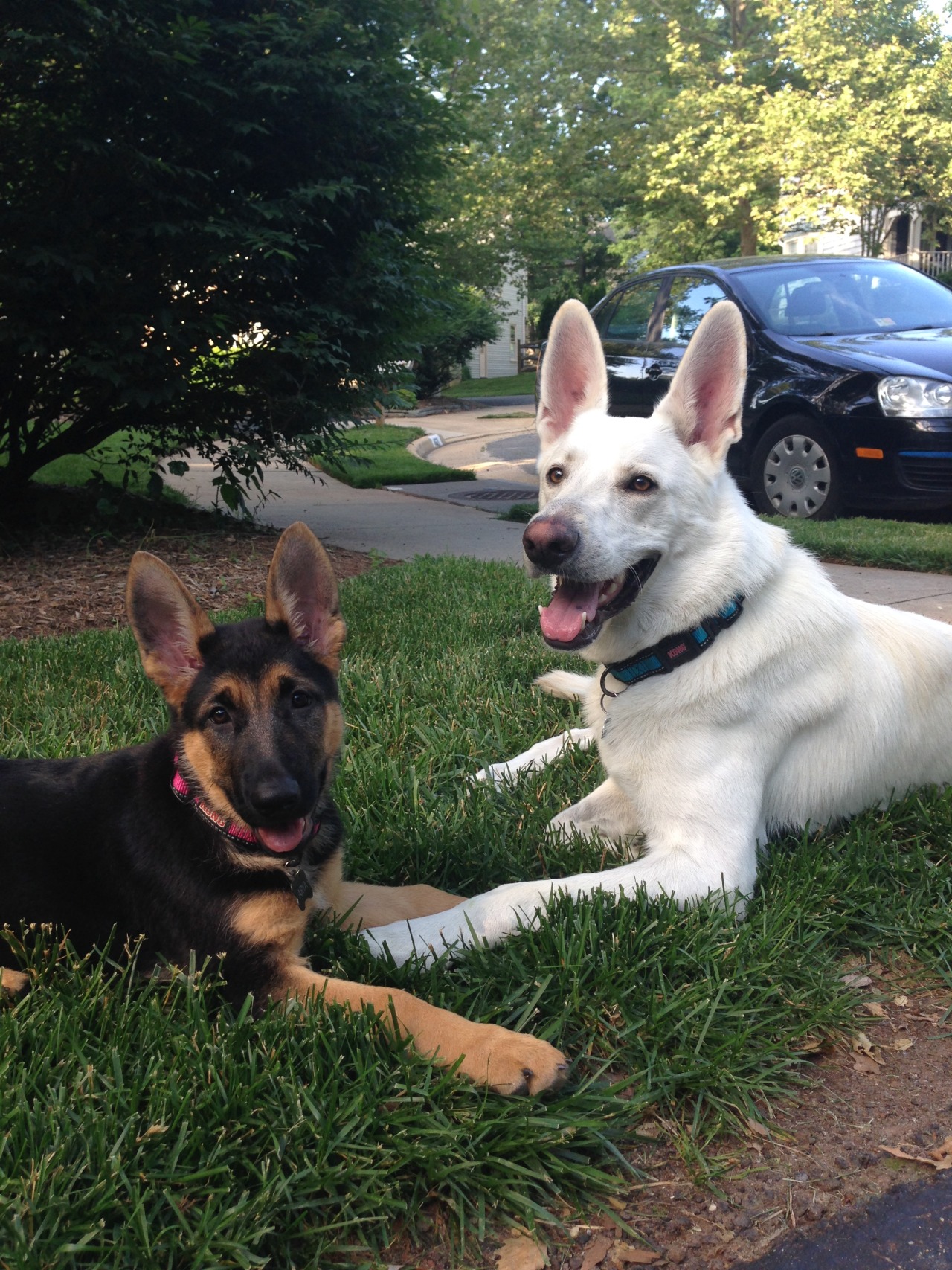 Year old german shepherd