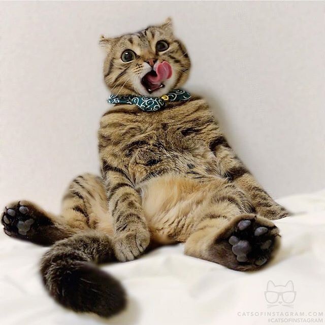 catsofinstagram:  From @rody.tino.tomoko: “Tino is good at sitting and putting