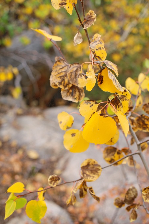 Autumn in the sierra nevadas is just spectacular. It happens much earlier than down in the foothills