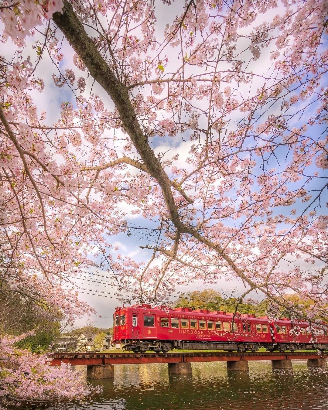 Cvetanje trešnje u Japanu - Page 3 F64b616082383fa14ff274c27aea2b2110b6b986
