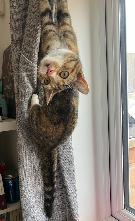 catasters: