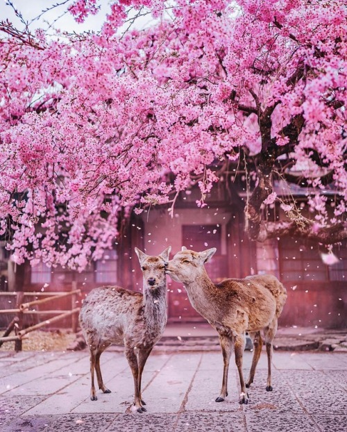 vintagepales2 - Japanese Spring byKristina Makeeva